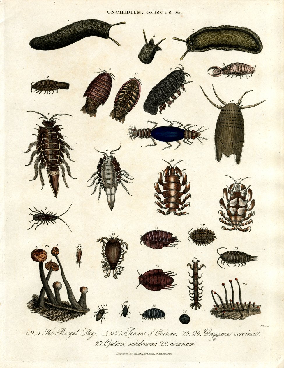 Onchidium, Oniscus and Other Arthropods by John Pass