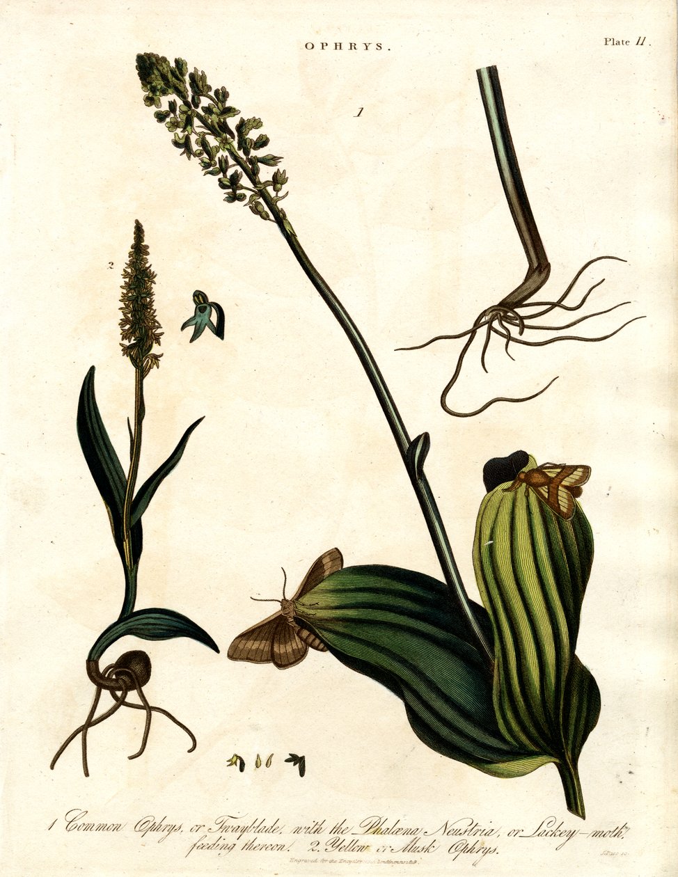 Ophrys Species with Moth by John Pass