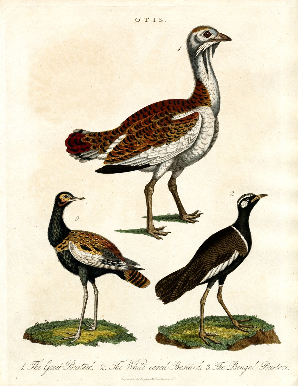 Depiction of Various Bustard Species by John Pass