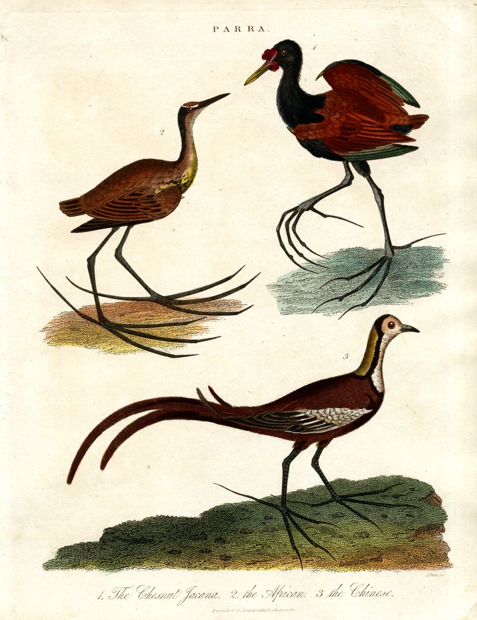 Jacanas Species by John Pass