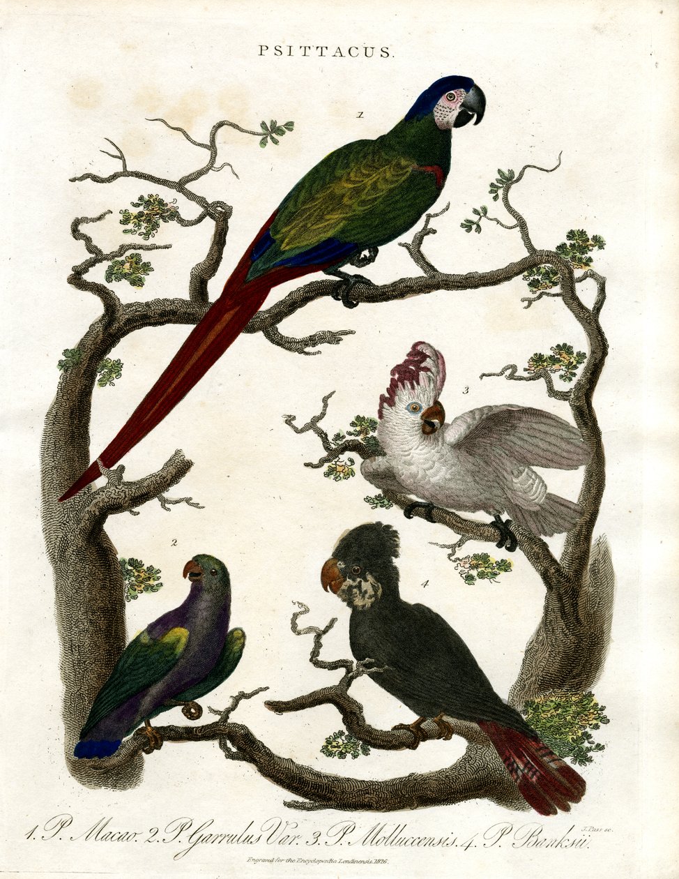 Parrots by John Pass
