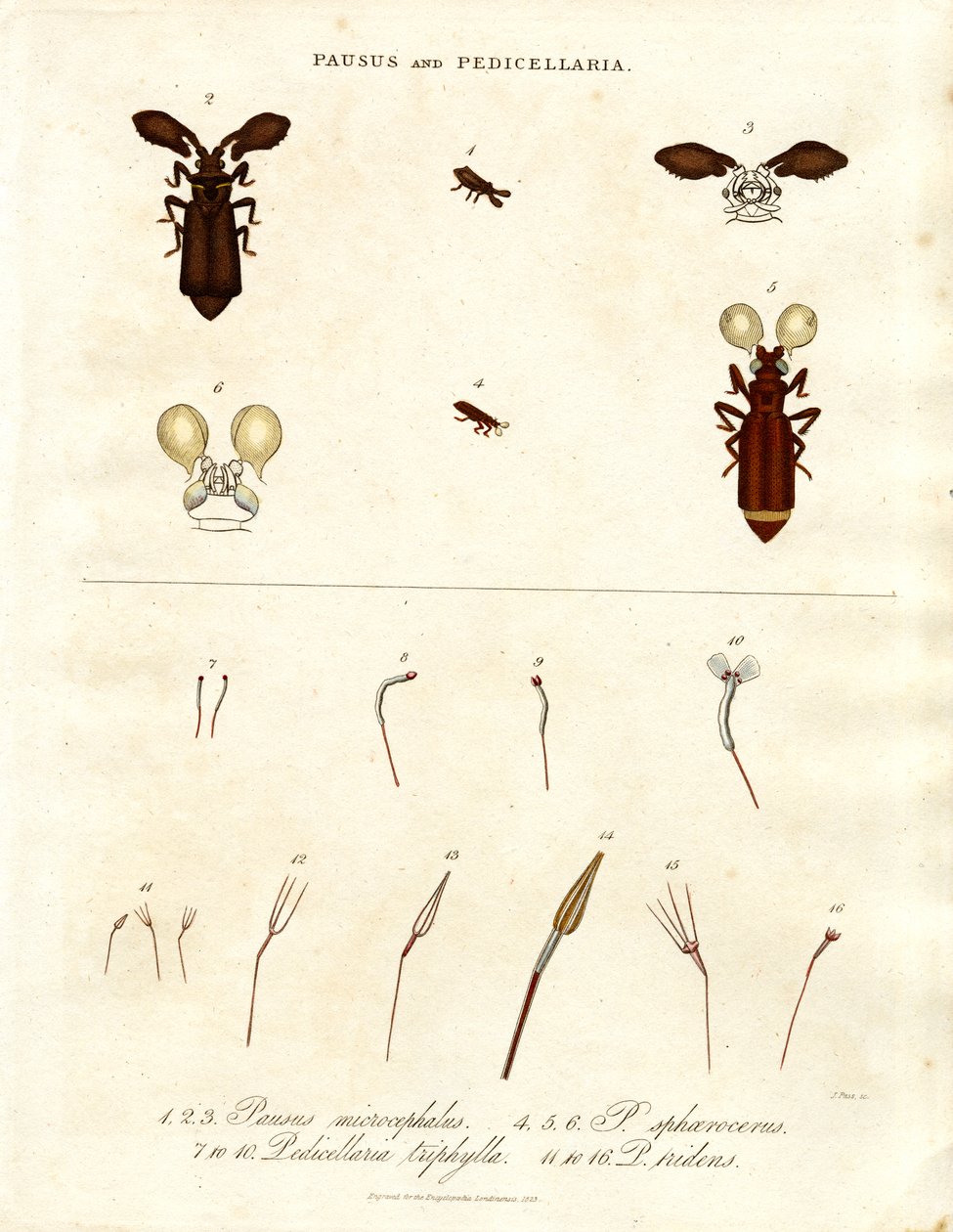 Pausus and Pedicellaria - Insect Species by John Pass