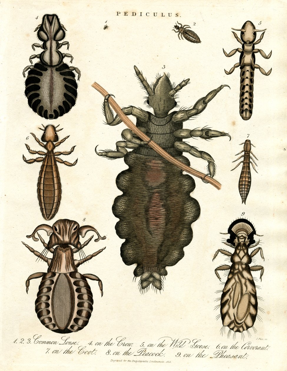Pediculus - Various Species of Lice by John Pass