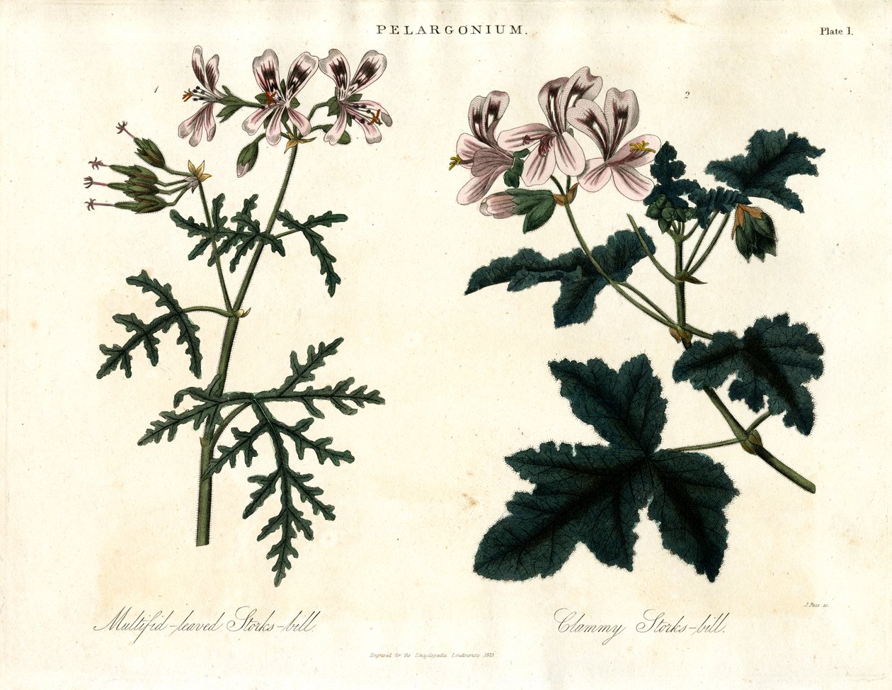 Pelargonium Species: Multifid-leaved Stork
