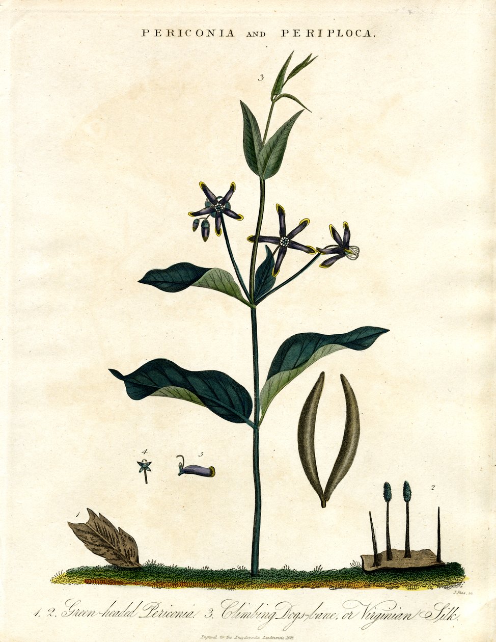 Periconia and Periploca by John Pass