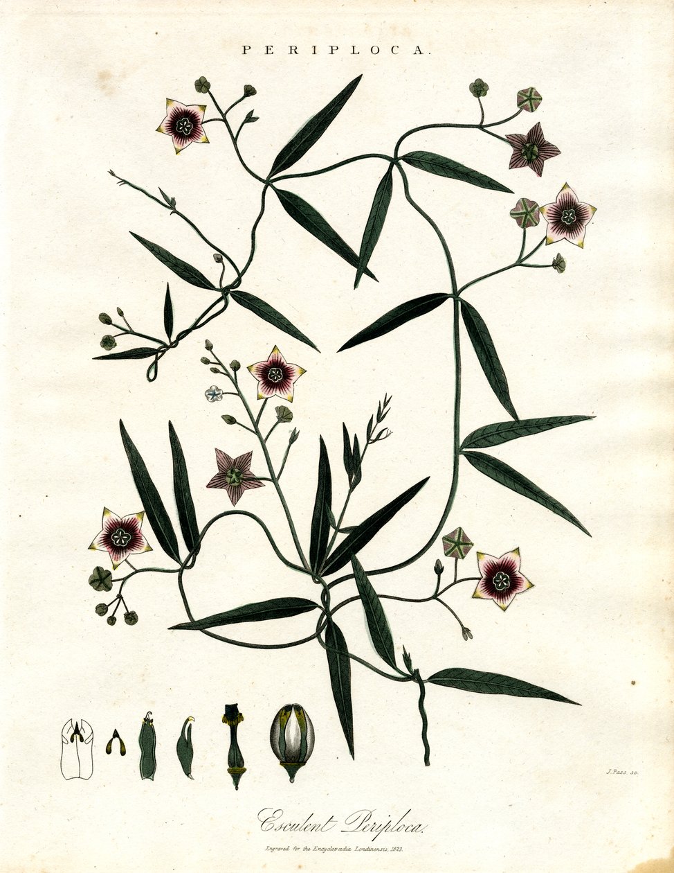 Periploca: African Silk Vine by John Pass