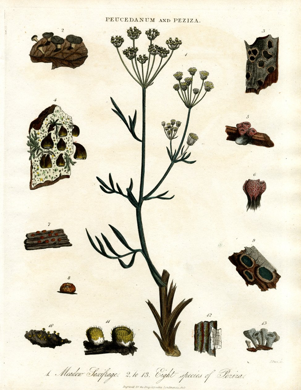 Peucedanum and Peziza by John Pass
