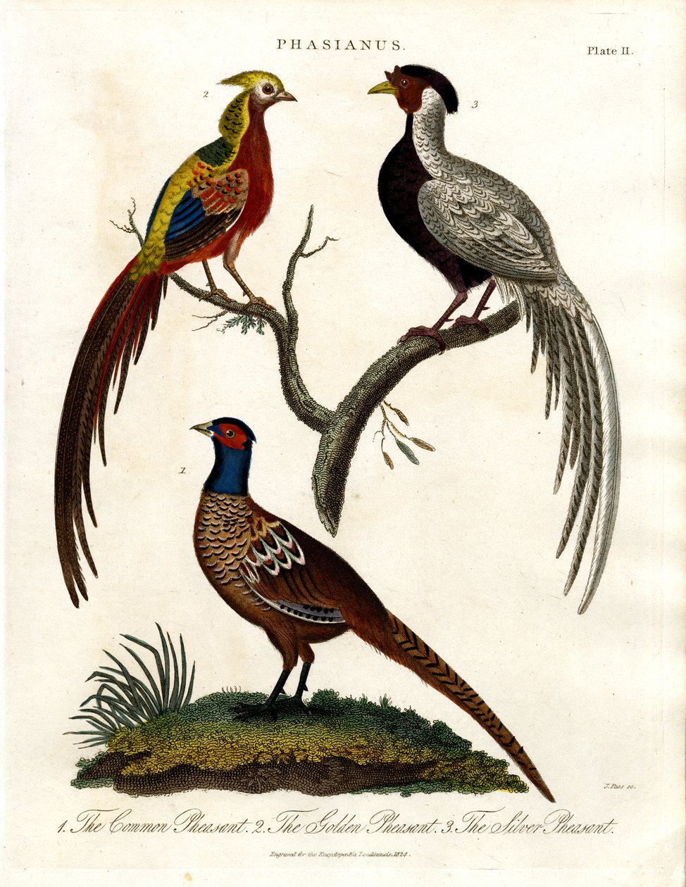 Pheasant Species by John Pass