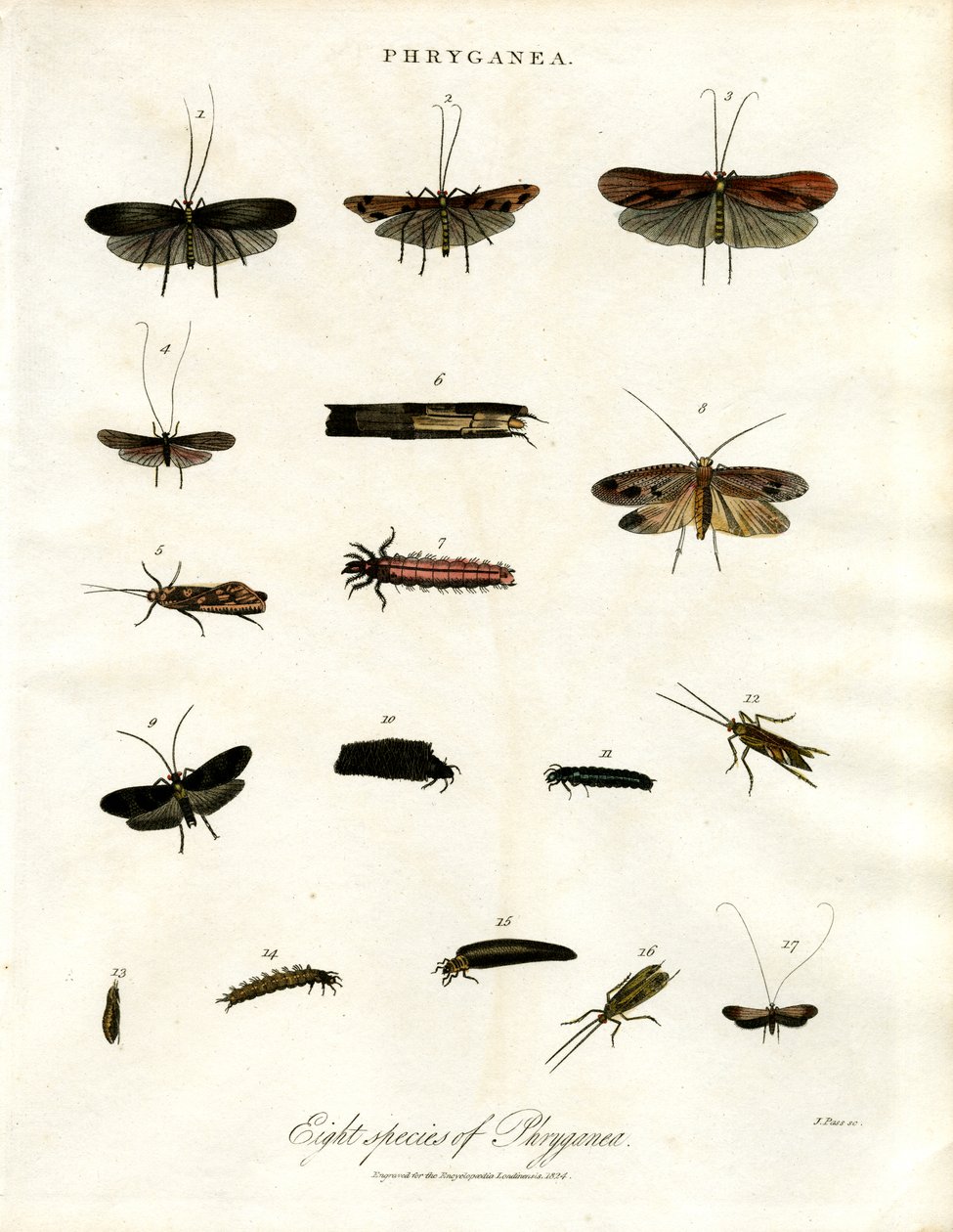 Phryganea - Caddisflies by John Pass
