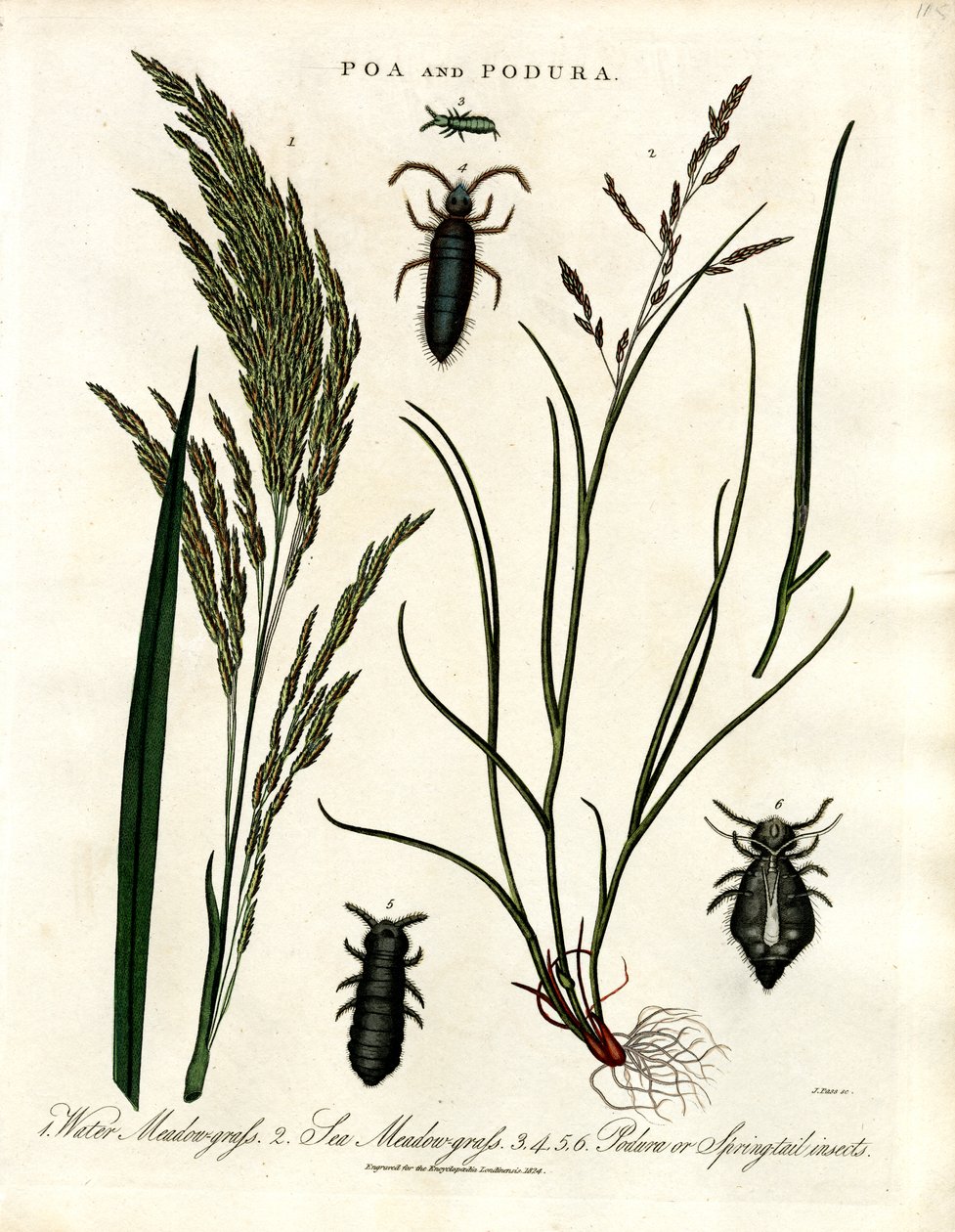 Poa and Podura by John Pass