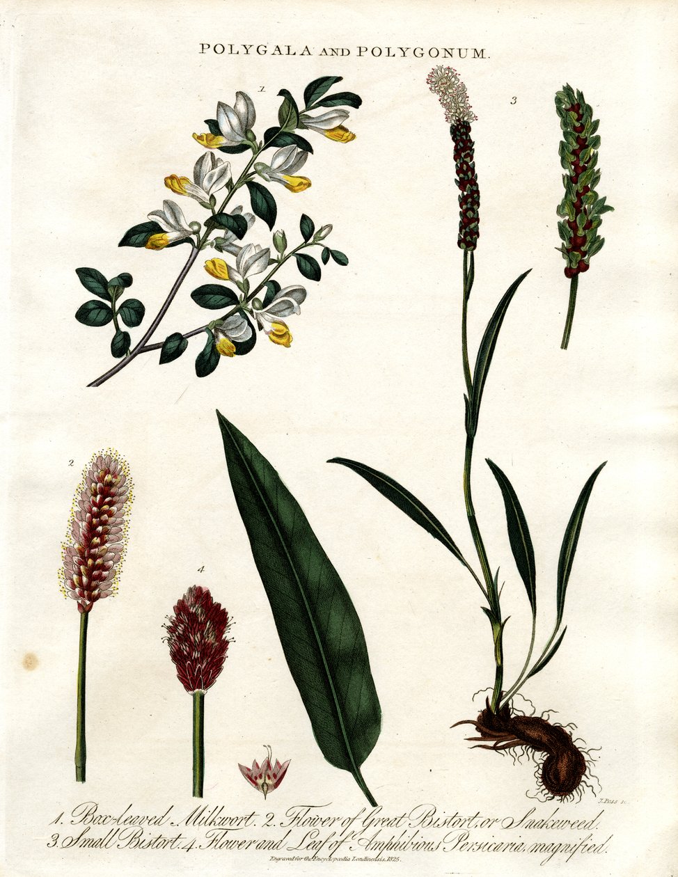 Polygala and Polygonum by John Pass