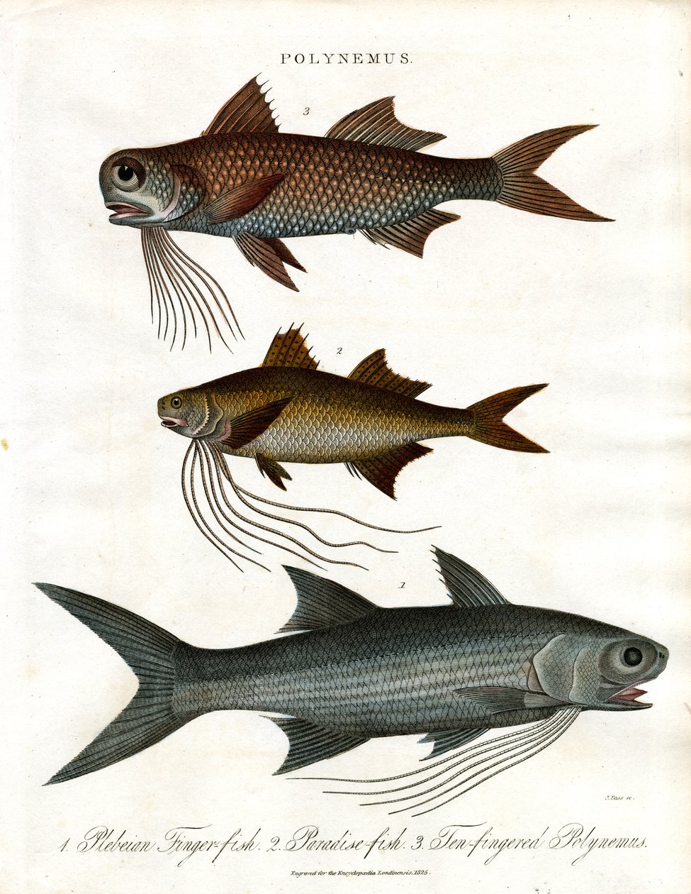 Polynemus Species (Threadfins) by John Pass