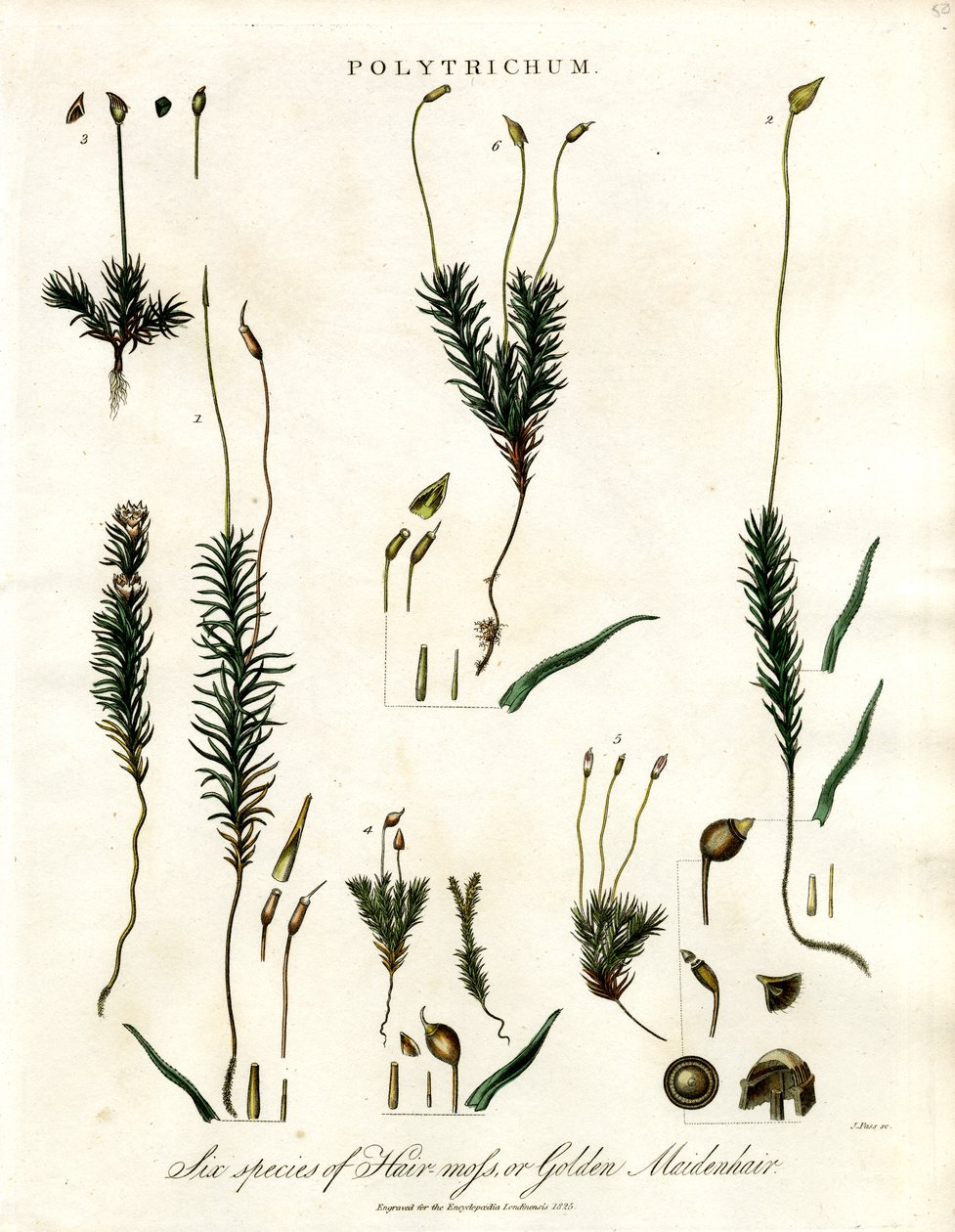 Polytrichum by John Pass