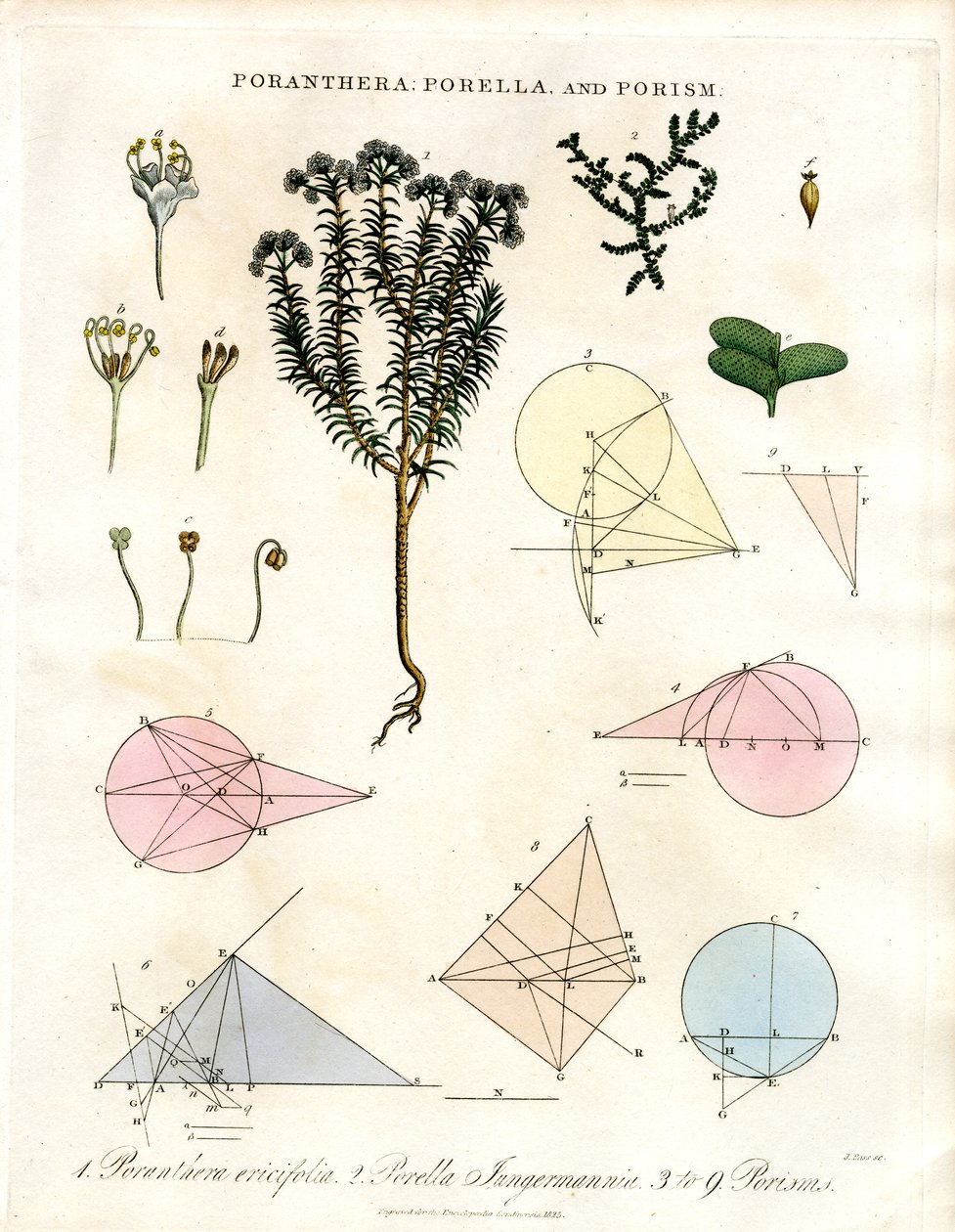 Poranthera, Porella and Porisms by John Pass