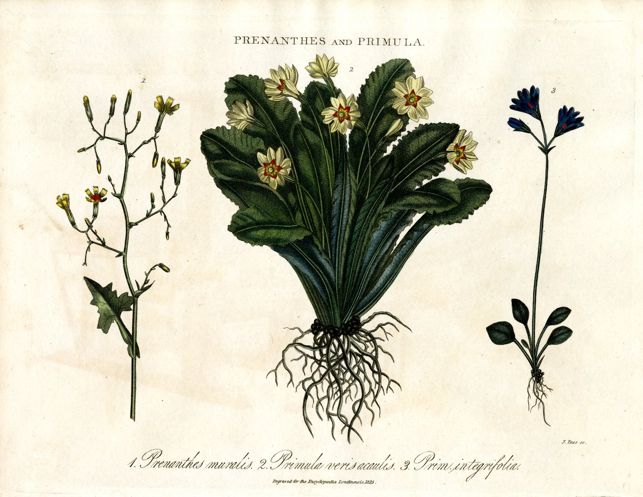 Wall Lettuce, Primrose and Entire-leaved Primrose by John Pass