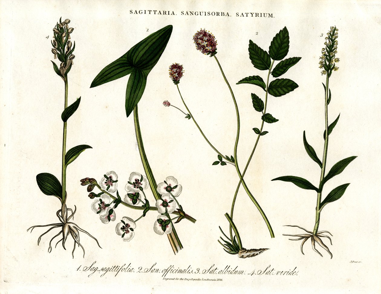Sagittaria, Sanguisorba and Satyrium: Botanical Representation of Various Plant Species by John Pass