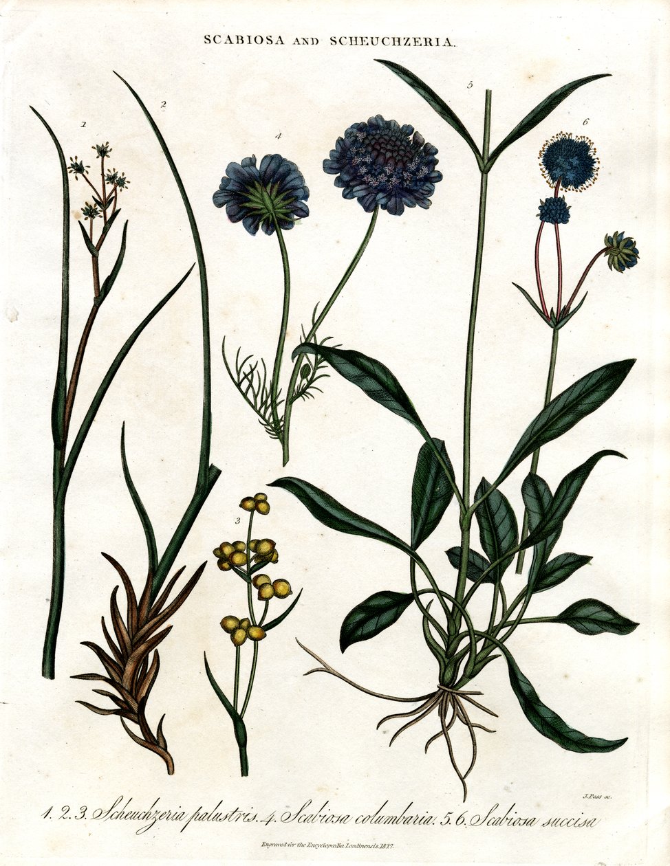 Scabiosa and Scheuchzeria by John Pass
