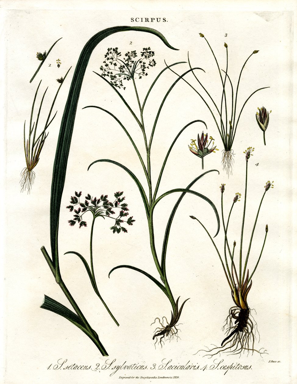 Scirpus Species by John Pass: Premium art reproduction