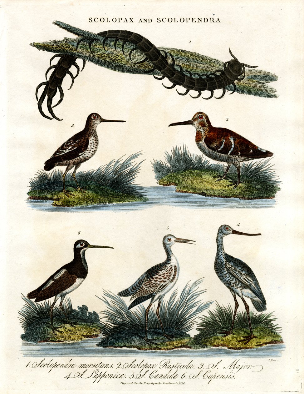 Scolopax and Scolopendra by John Pass