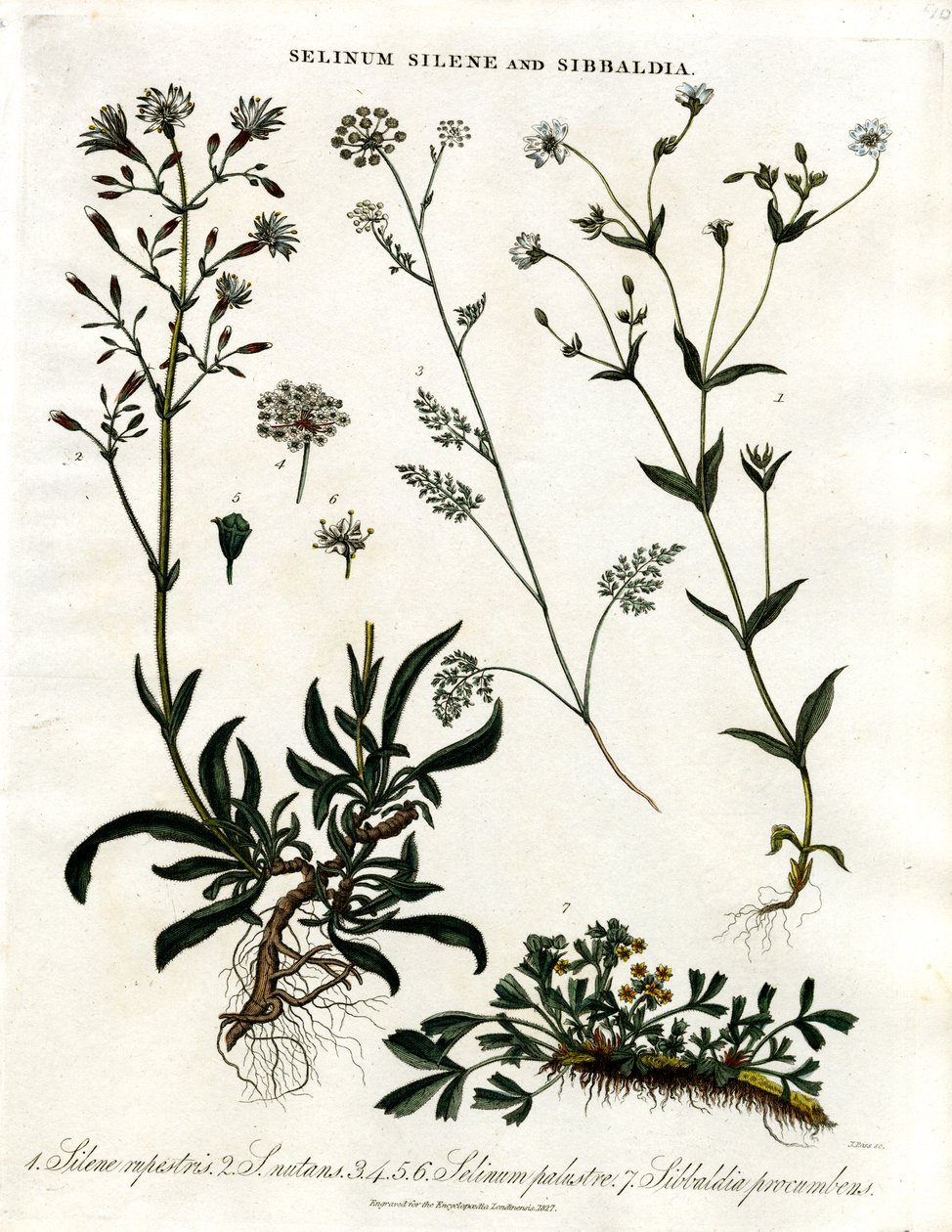 Selinum, Silene and Sibbaldia by John Pass