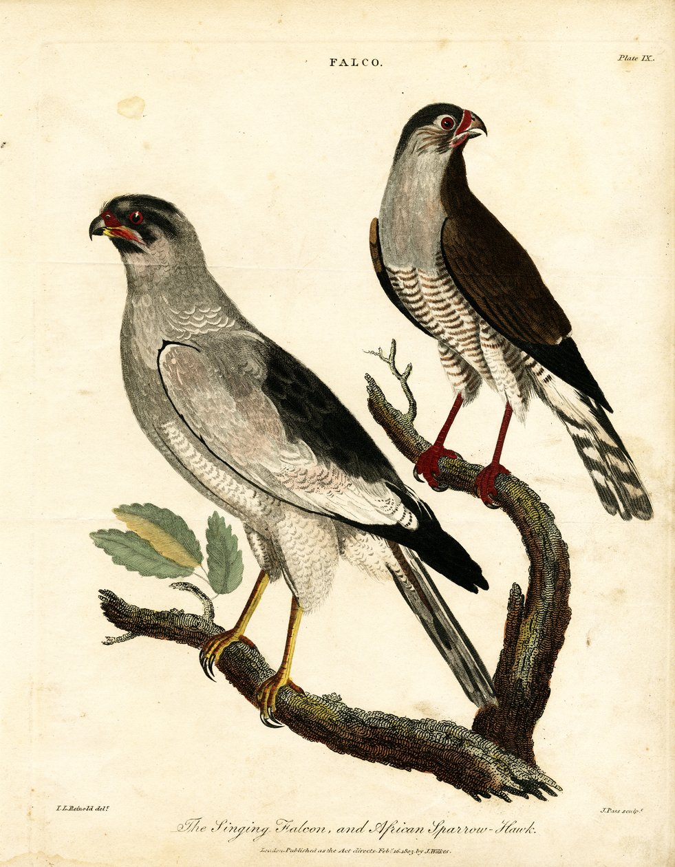Singing Falcon and African Sparrow-Hawk by John Pass