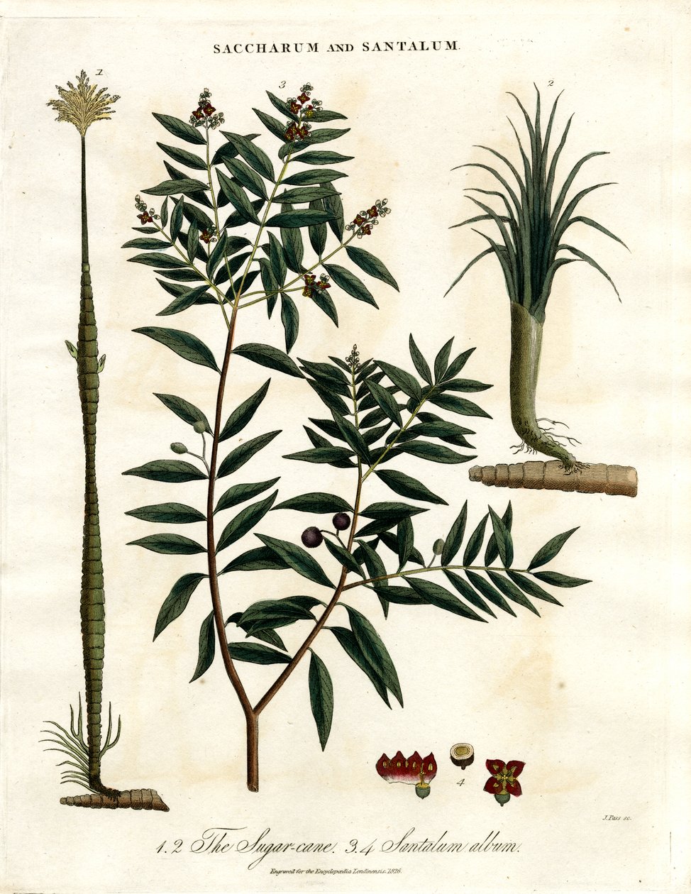 Sugar Cane and Sandalwood by John Pass