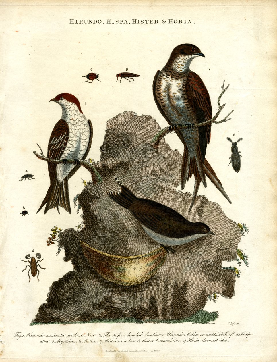Swallows, Starling and Beetles by John Pass