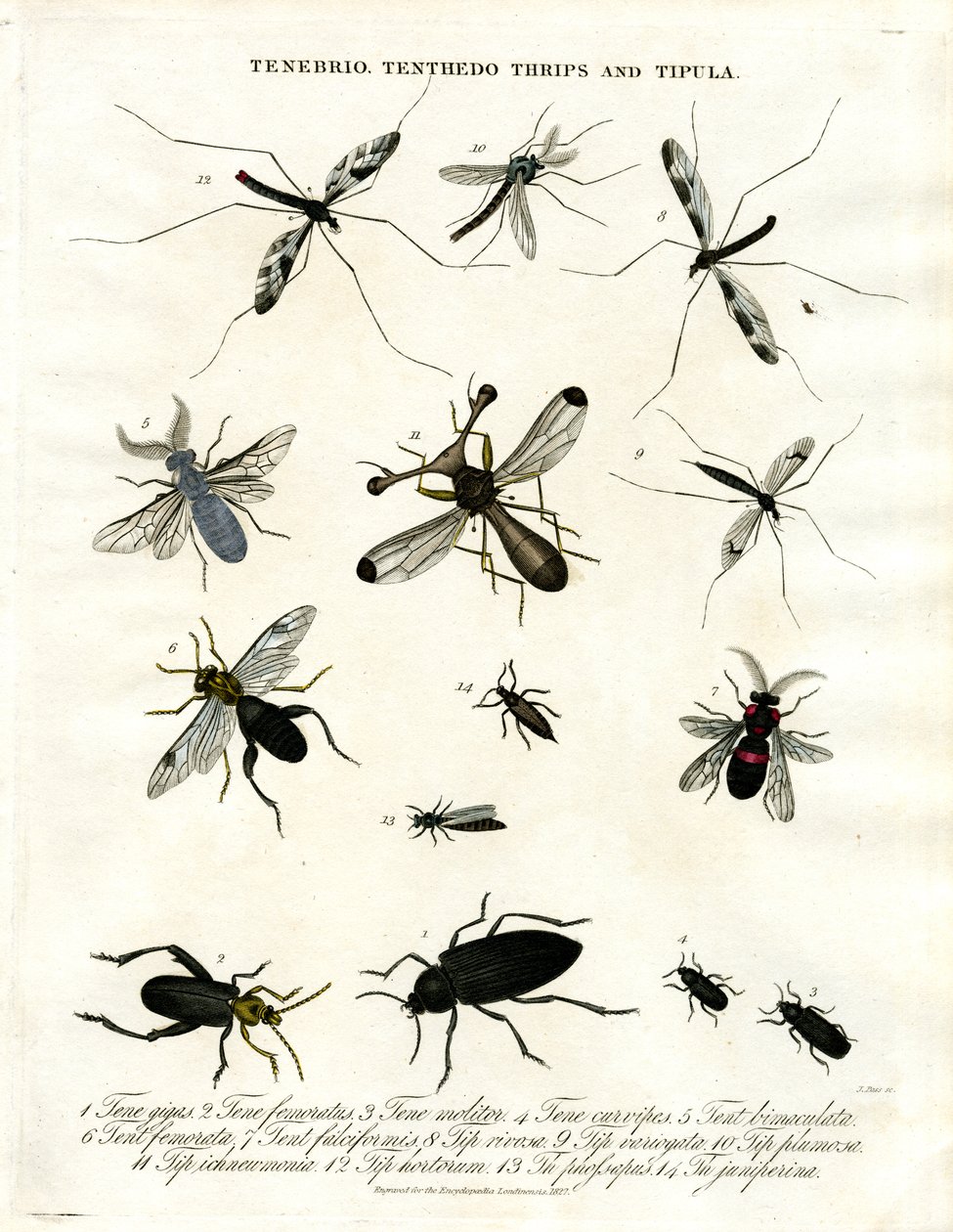 Tenebrio, Tenthedo, Thrips and Tipula - Insect Diversity by John Pass