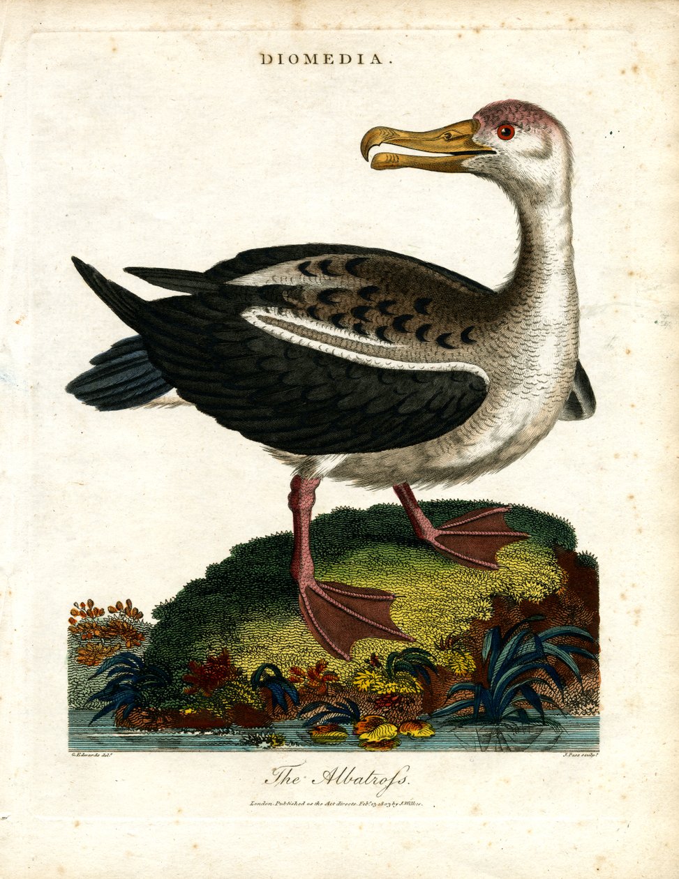 The Albatross by John Pass