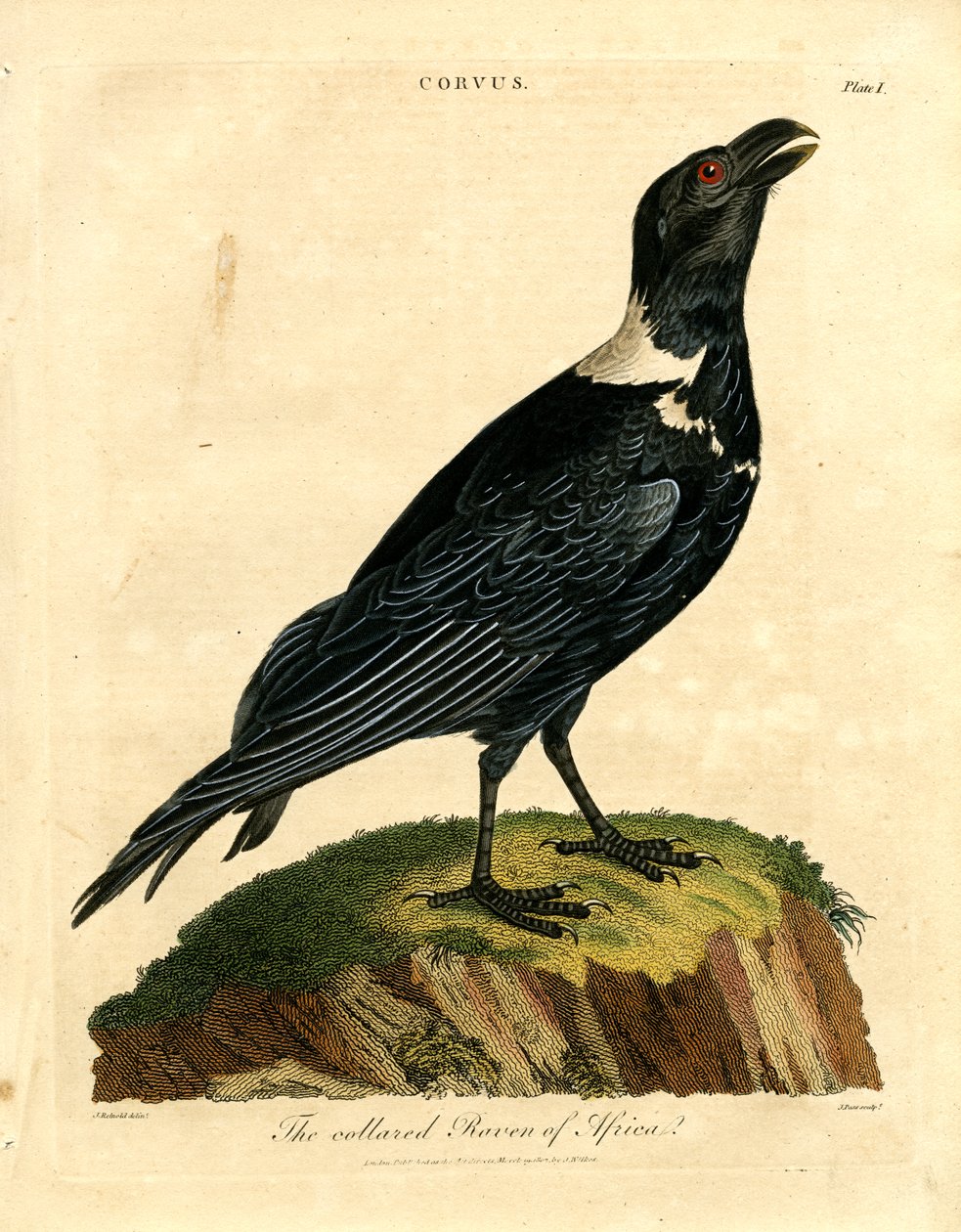 The Collared Raven of Africa by John Pass: Fine art print