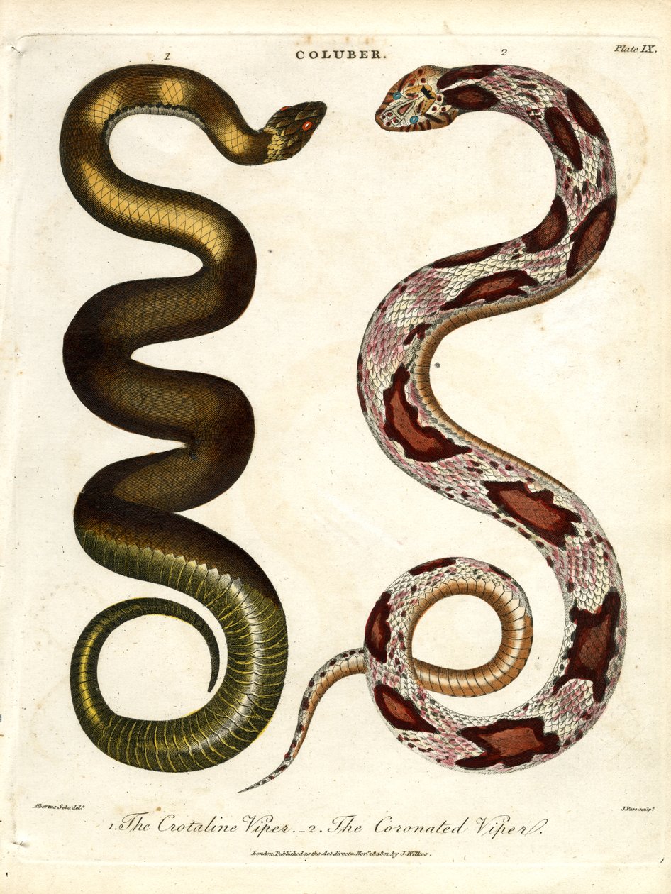 The Crotaline Viper and The Coronated Viper by John Pass