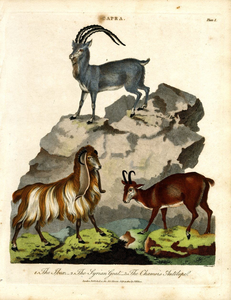 The Ibex; the Syrian Goat; and the Chamois Antelope by John Pass
