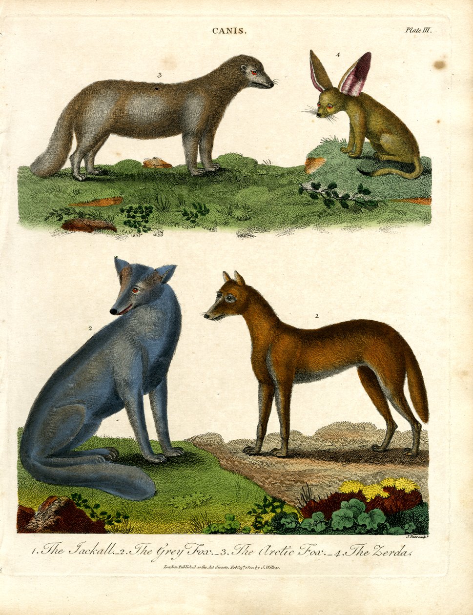 The Jackal, the Grey Fox, the Arctic Fox, and the Fennec by John Pass