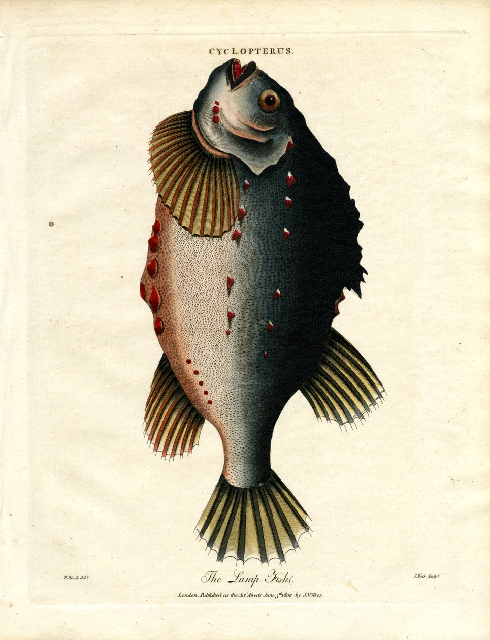The Lump Fish by John Pass