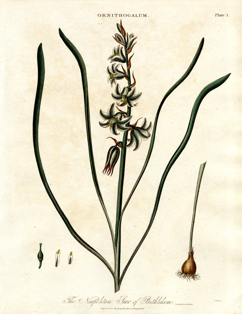 The Neapolitan Star of Bethlehem by John Pass