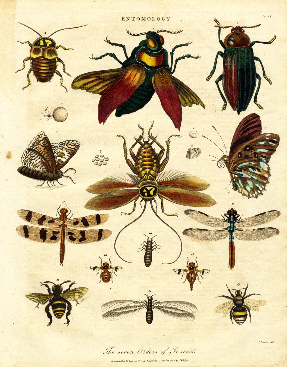 The Seven Orders of Insects by John Pass: Fine art print
