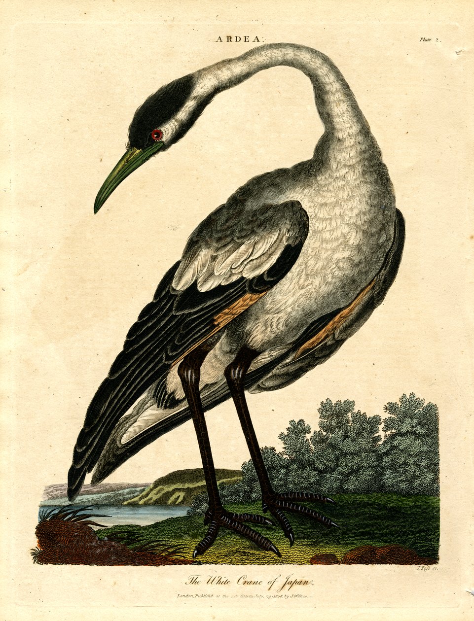 The White Crane of Japan by John Pass