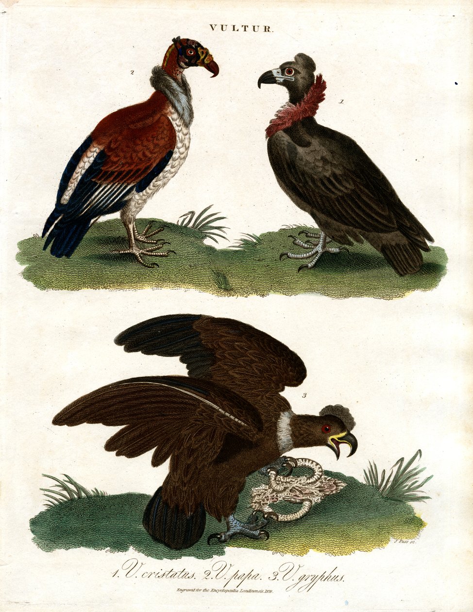 Three Vulture Species by John Pass