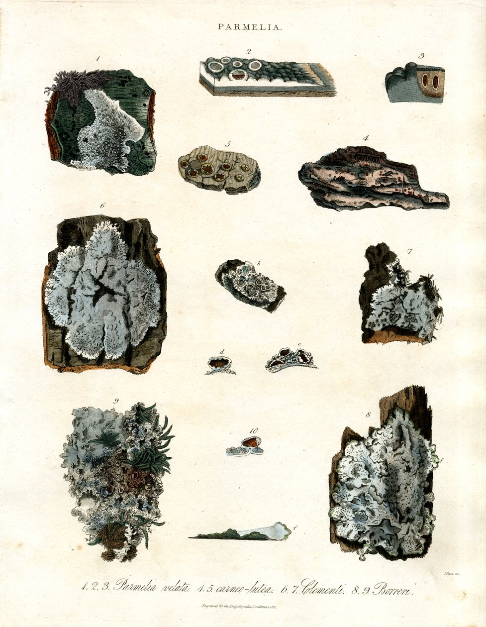 Various Lichen Species of the Genus Parmelia by John Pass
