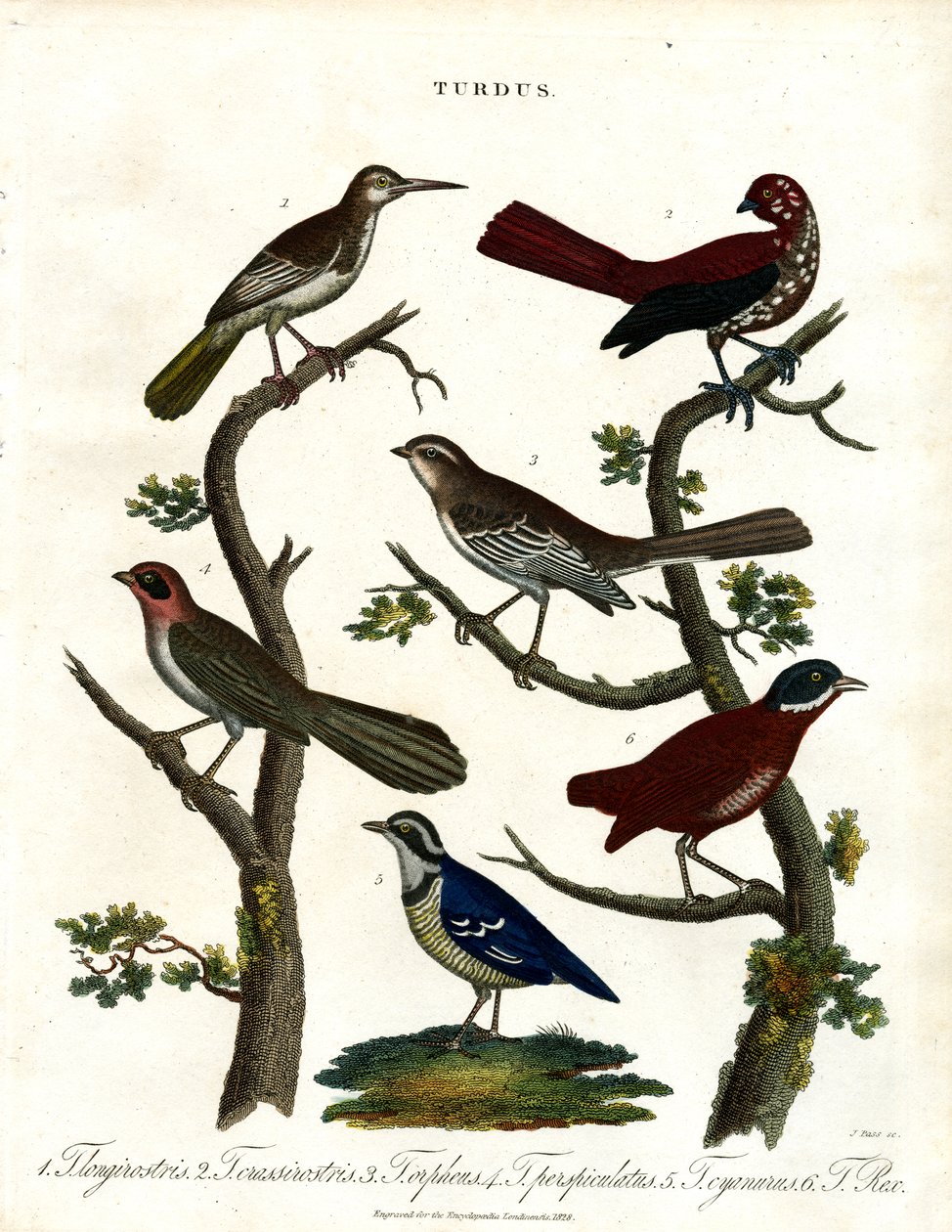 Various Thrush Species by John Pass
