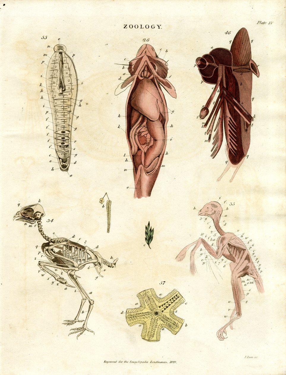 Zoological Anatomical Illustrations (Plate XV) by John Pass