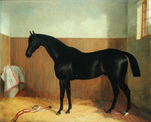 Tommy, Portrait of a Horse, c.1870s by John Paul