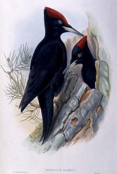 Great Black Woodpecker (Dryocopus Martius) by John and Richter Henry Constantine (after) Gould