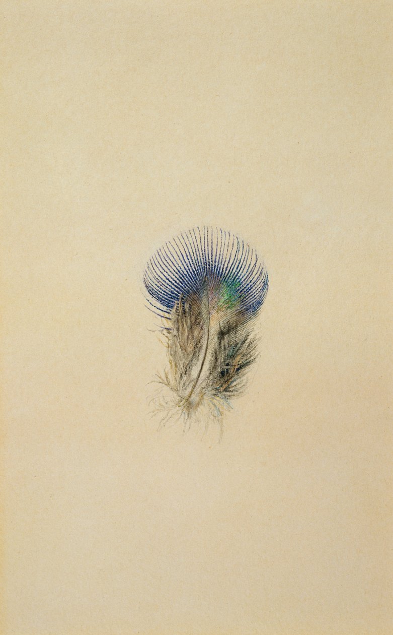 Study of a Peacock Feather by John Ruskin