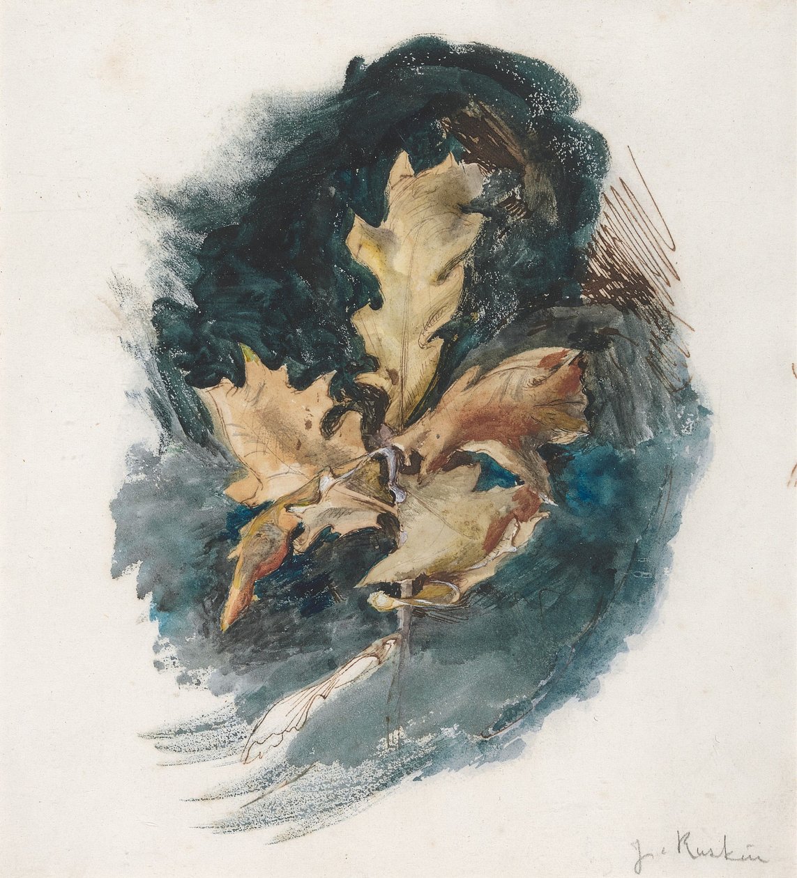 Study of an Oak Leaf by John Ruskin