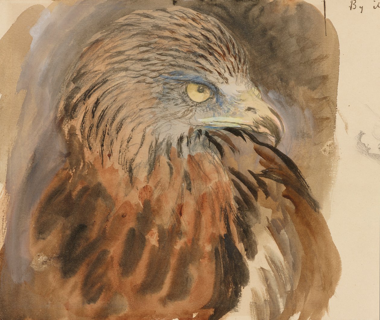 The Head of a Kite, from Life by John Ruskin