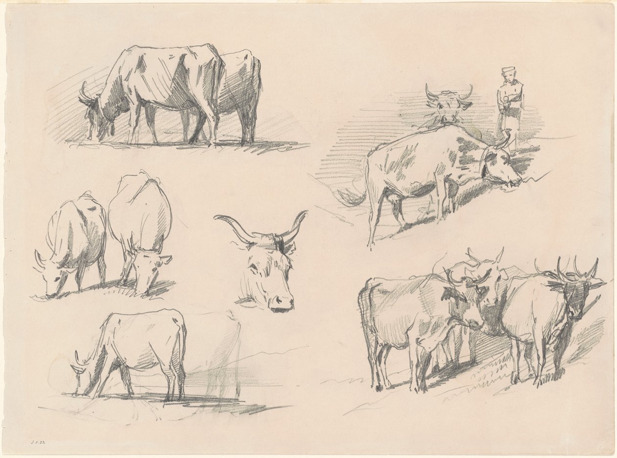 Studies of Cattle by John Singer Sargent