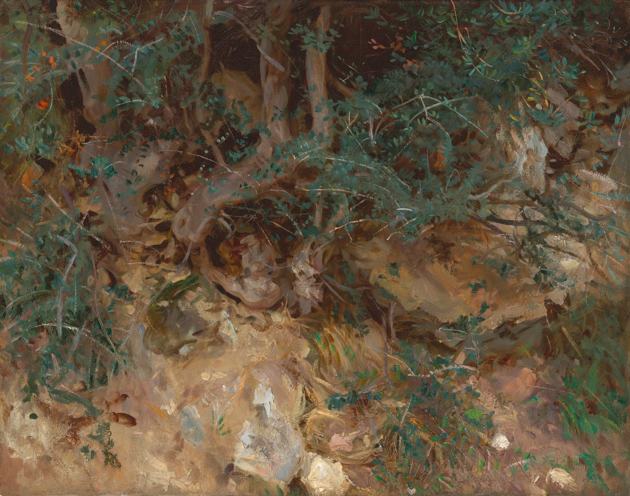 Wild Olive Tree Roots, Valldemosa, Majorca by John Singer Sargent