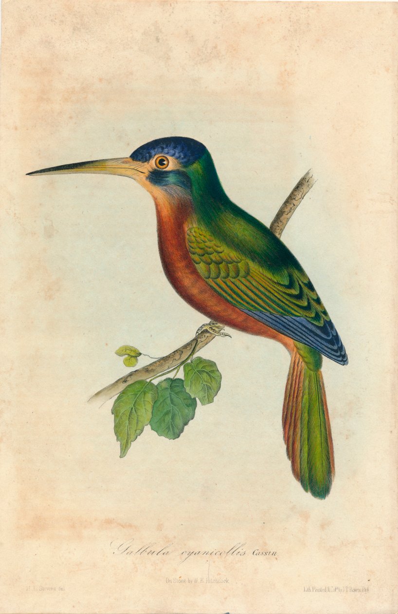Galbula cyanicollis. Cassin, 1850s by John T. Bowen