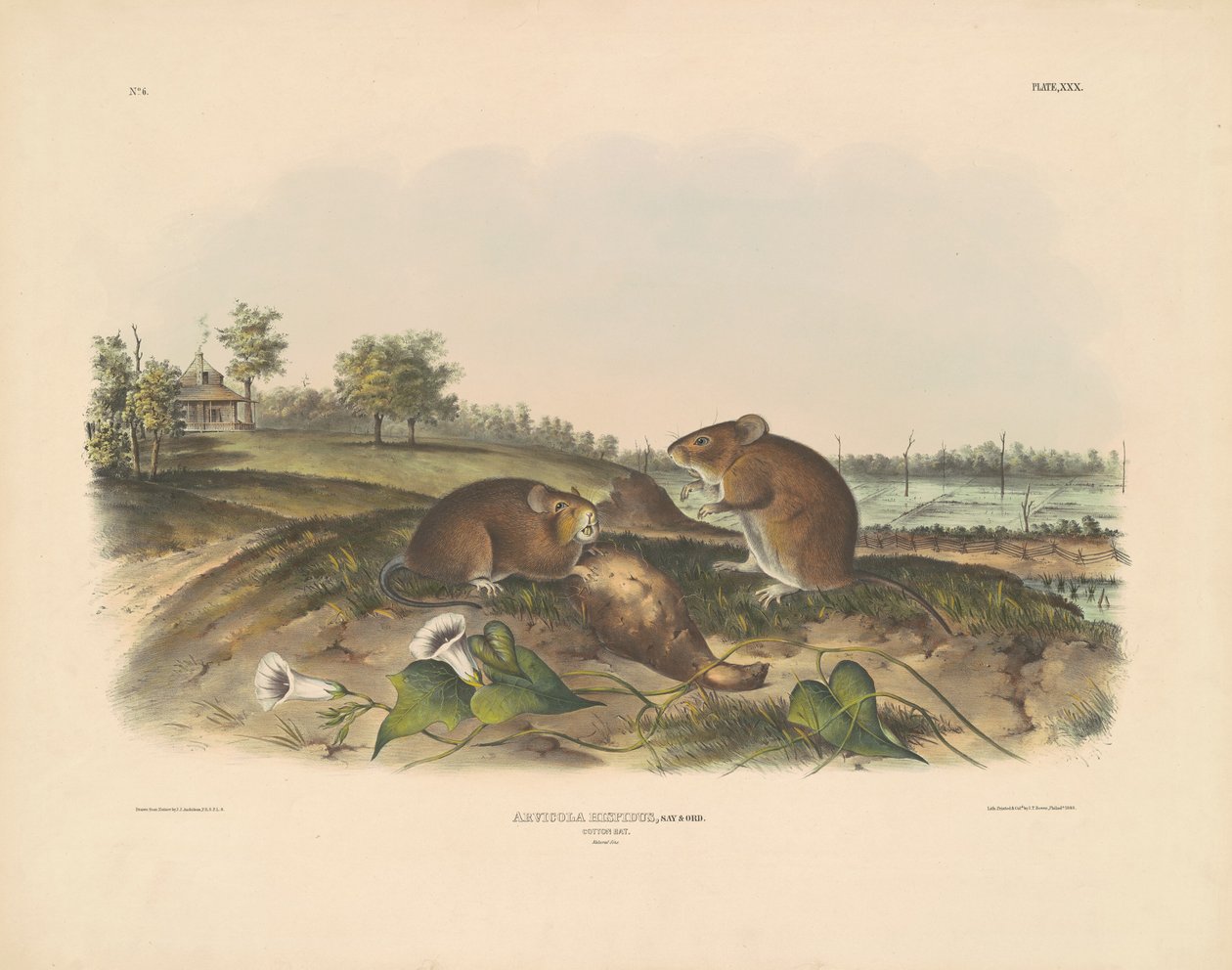 Cotton Rat by John T. Bowen, after John James Audubon